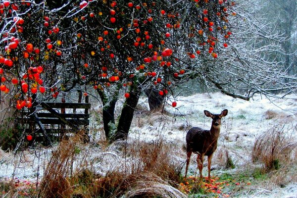 A small deer in the winter forest