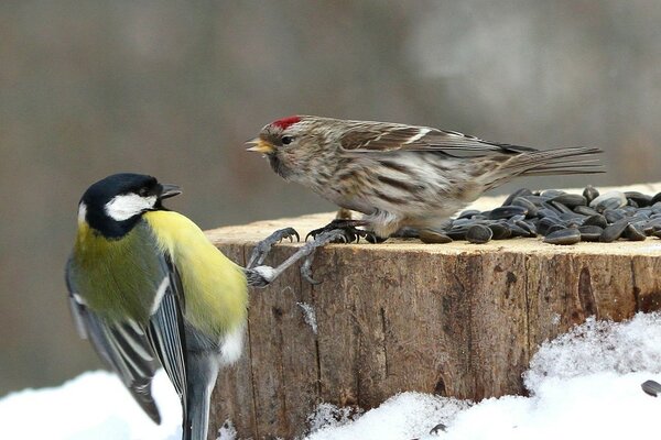 Winter birds in the wild