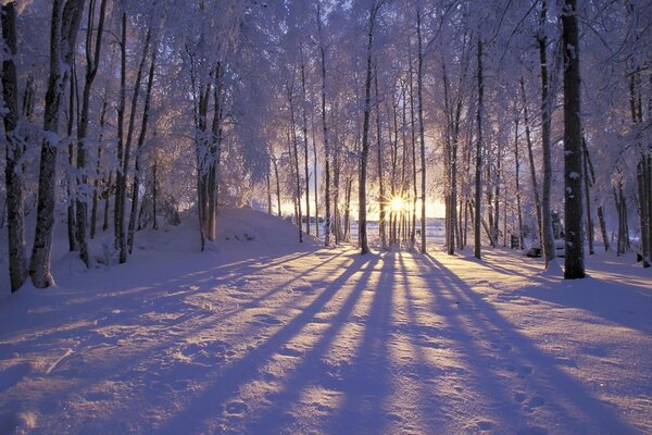 Puesta de sol en el bosque sereno de invierno