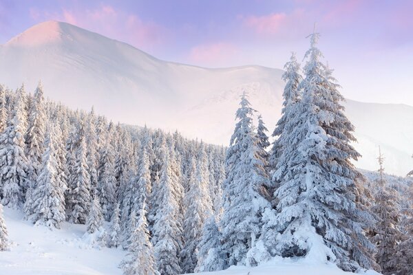 磨砂圣诞树复盖着雪在山腰