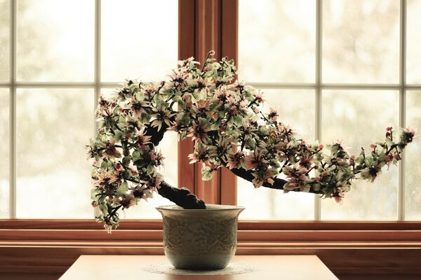 Blühender dekorativer Baum am Fenster