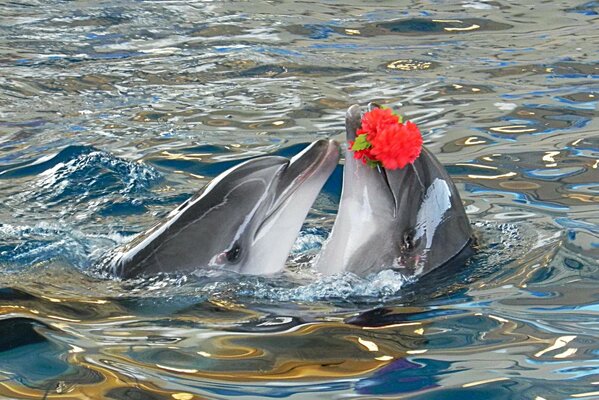 Romantik in der Welt der Wasserfauna