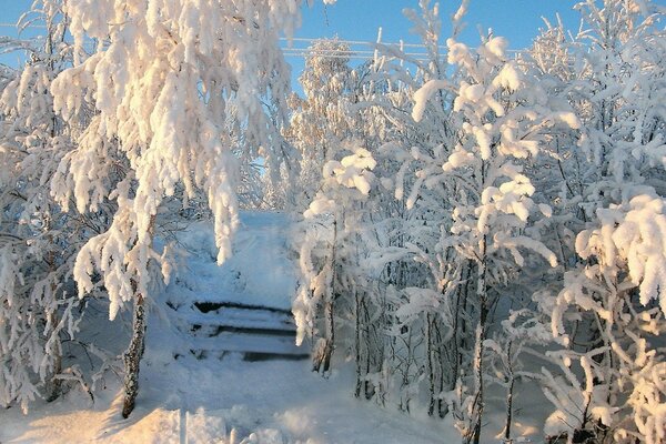 Bäume im flauschigen Schnee an der Treppe