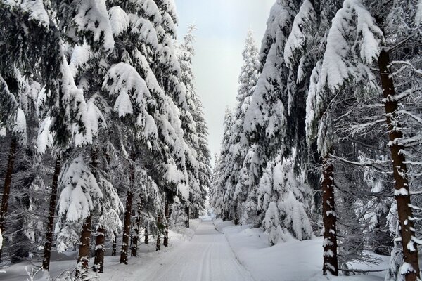 Bella natura nella foresta con grande gelo