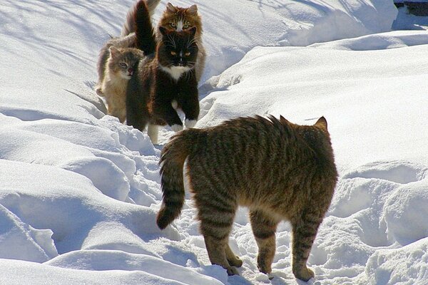 La banda dalla coda ha organizzato una resa dei conti del villaggio in inverno