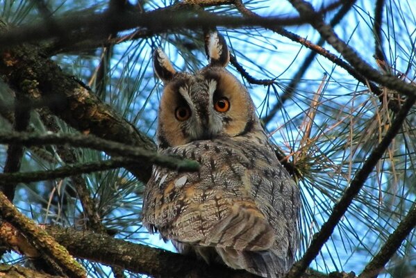 The handsome owl looks out for its prey from the branches