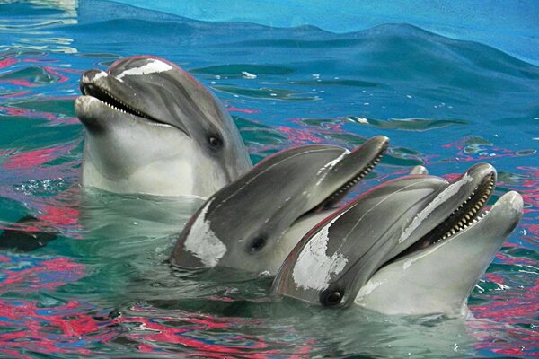 Delfines alegres nadando en la piscina