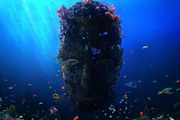 A stone overgrown with algae in the water