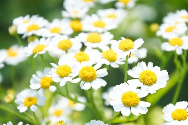 Blooming daisies on a green background