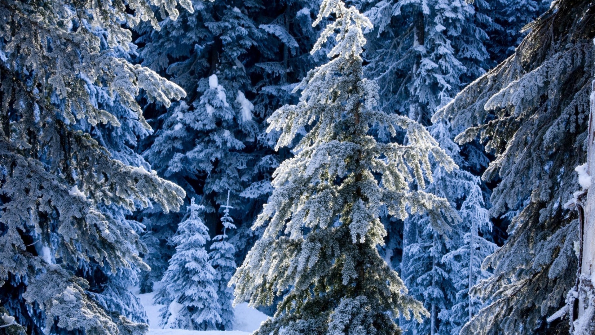 winter snow nature cold frost wood rock outdoors ice tree landscape travel mountain pine frozen