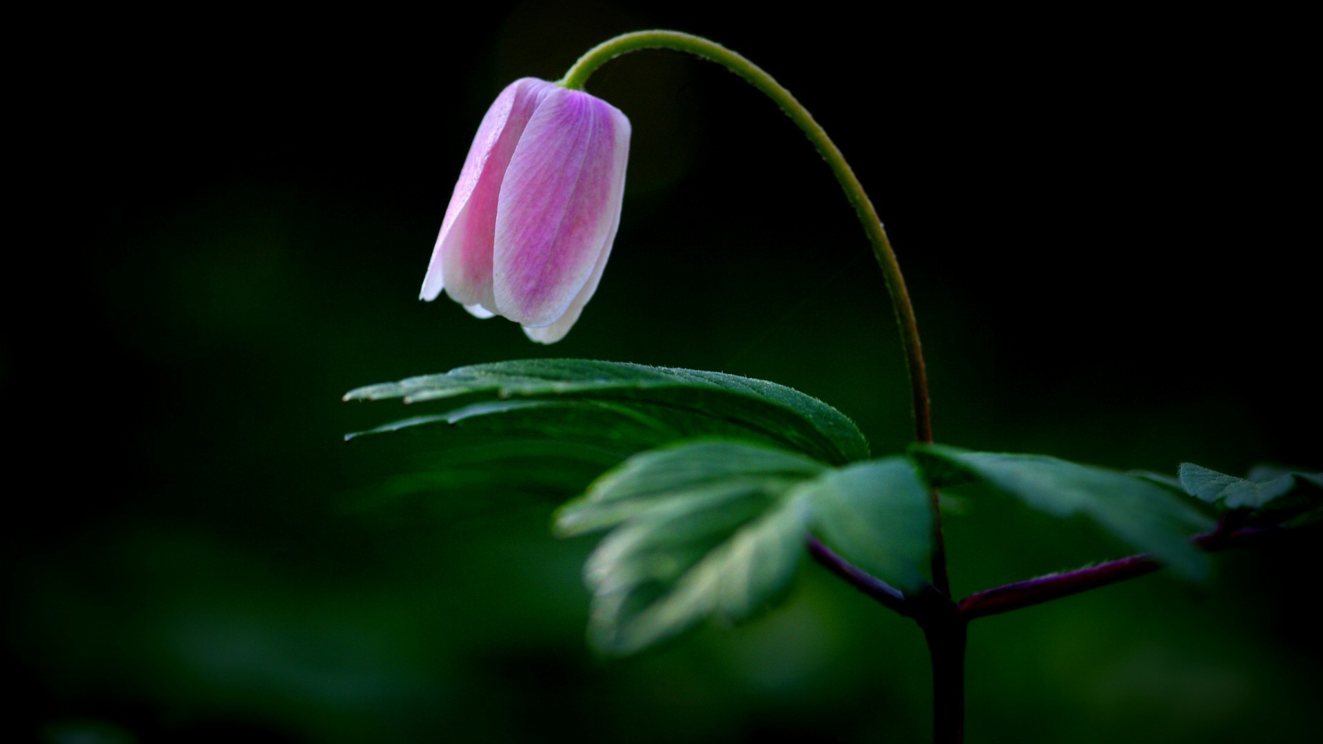 çiçekler doğa çiçek yaprak flora bahçe renk güzel parlak yaz ışık yakın çekim büyüme çiçek yağmur açık havada