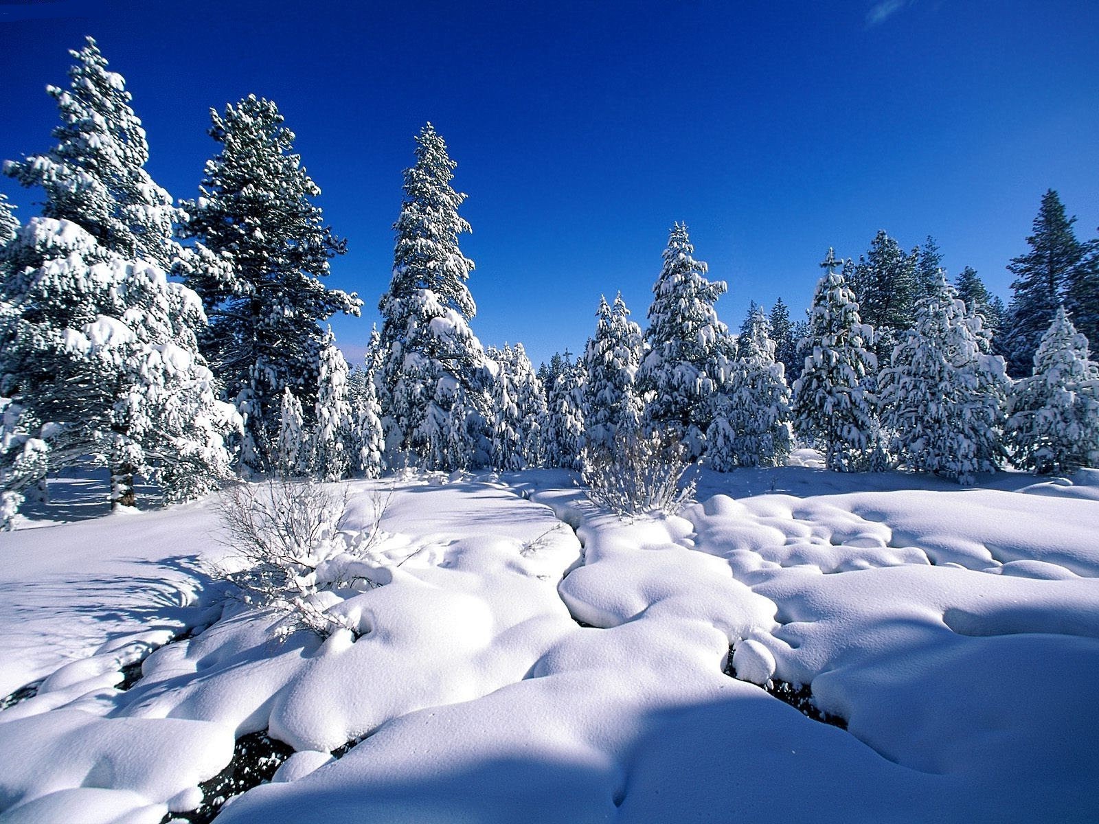 winter schnee kalt frost eis berge holz gefroren landschaft pulver landschaftlich weihnachten tanne verschneit evergreen snowboard baum saison