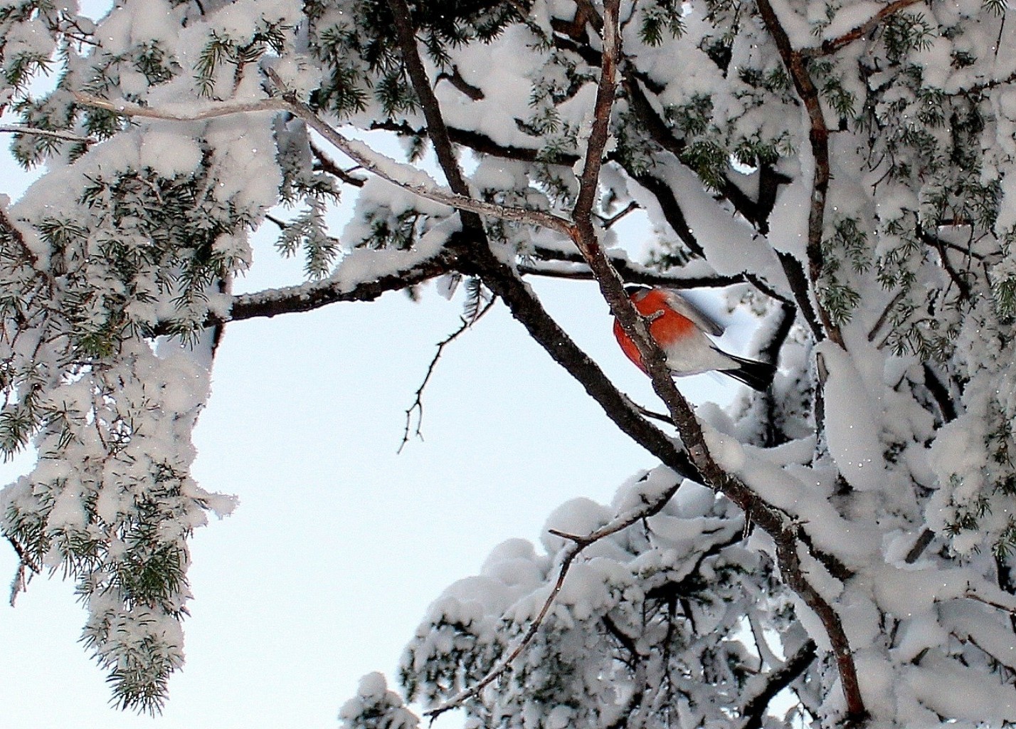 冬天 树 雪 树枝 季节 自然 木材 寒冷 户外 霜 鸟 颜色 景观 桌面 公园 环境