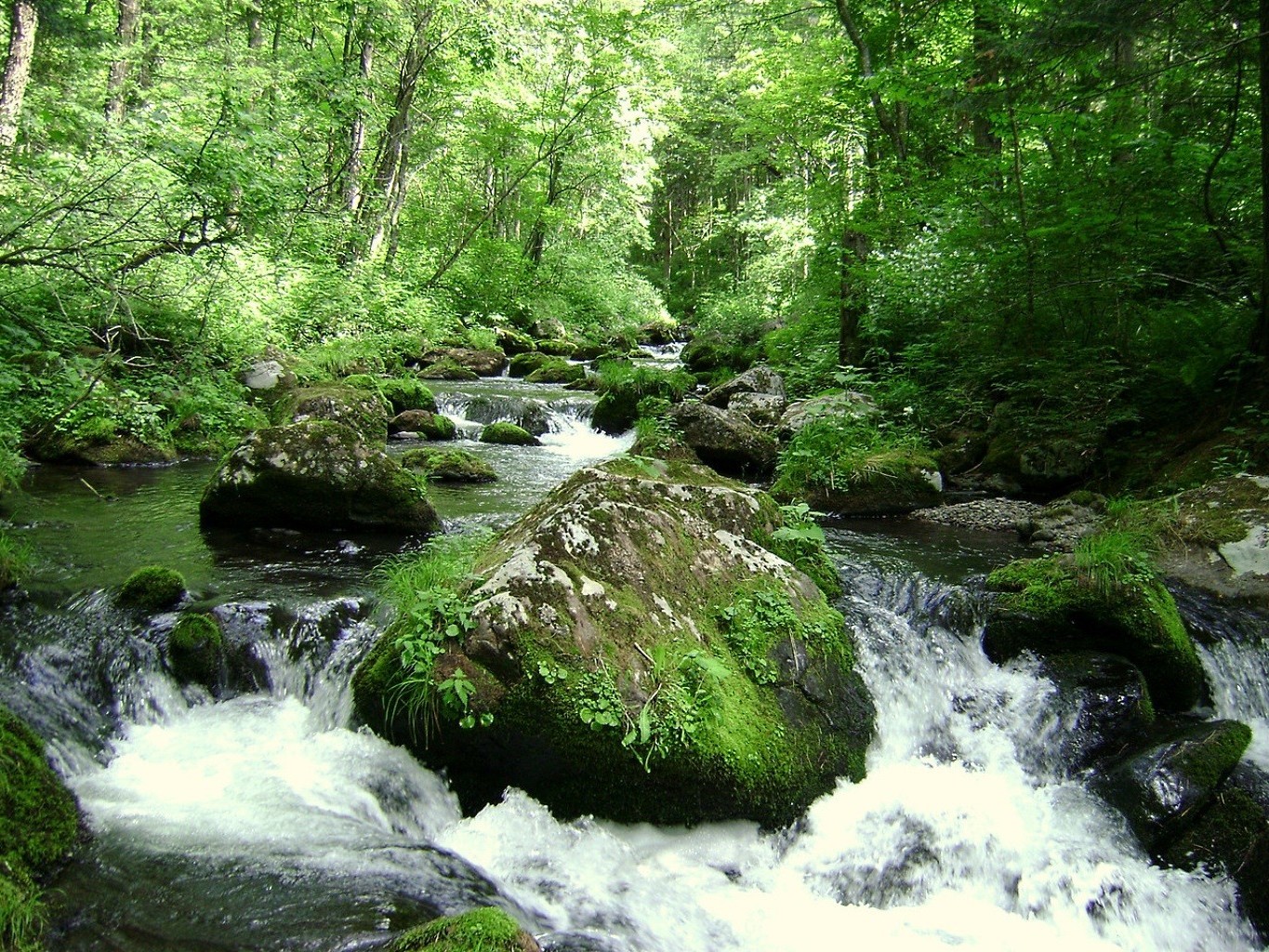 rios lagoas e córregos lagoas e córregos cachoeira água natureza madeira córrego rio paisagem musgo cascata rocha folha grito selvagem ao ar livre viagem meio córrego madeira pedra