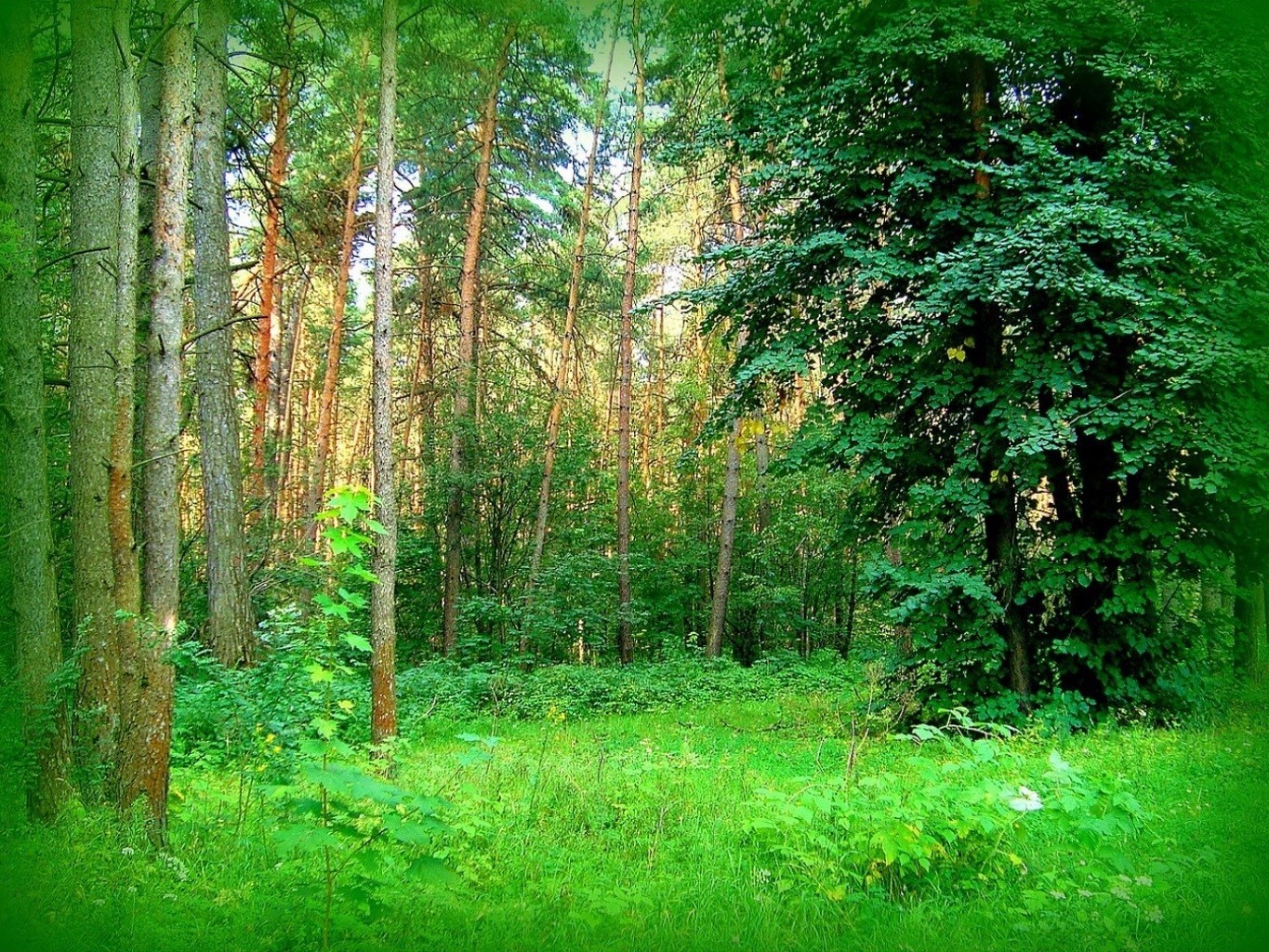 sommer holz natur landschaft blatt baum gutes wetter park sonne umwelt üppig dämmerung landschaftlich landschaftlich flora im freien jahreszeit aufstieg nebel