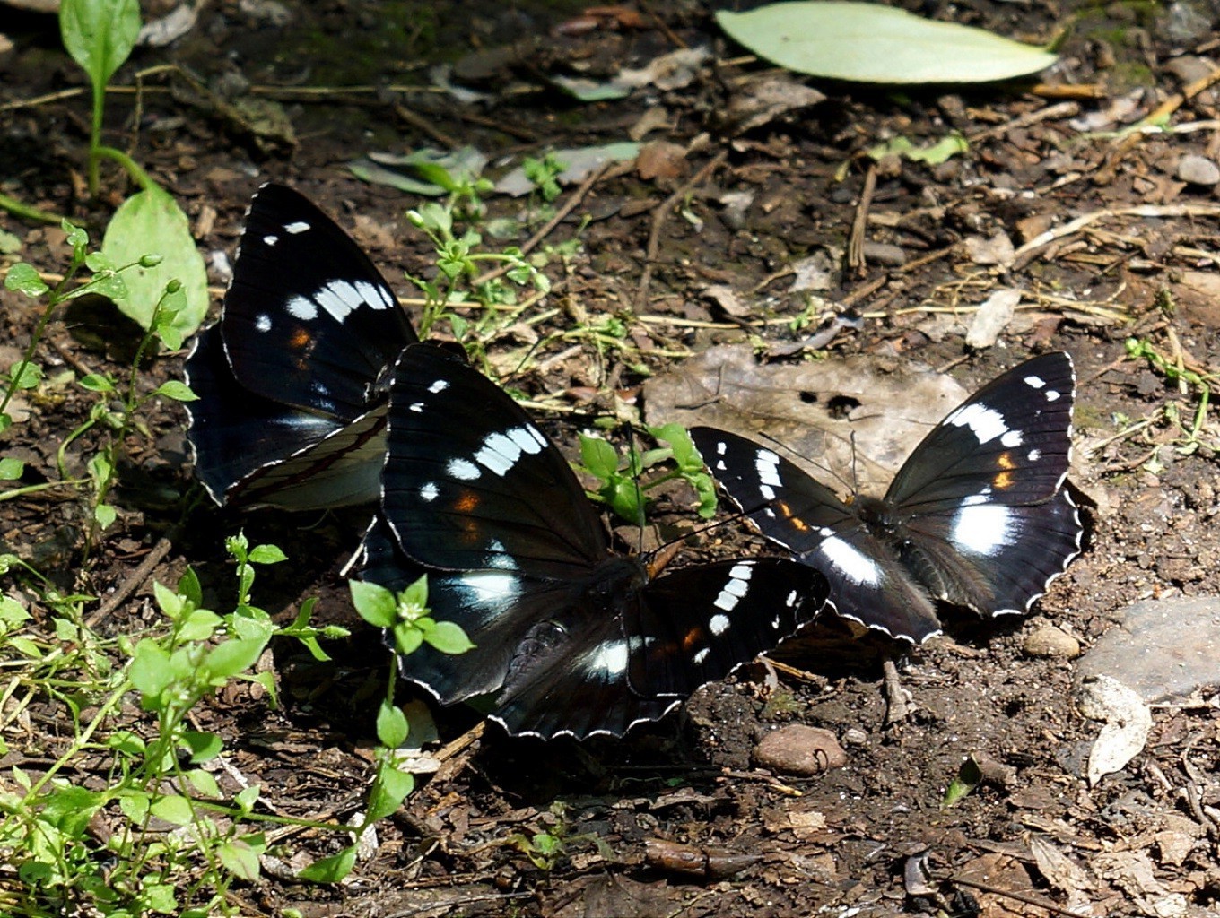 mariposa naturaleza insecto vida silvestre animal al aire libre verano medio ambiente tropical sentarse ala hoja invertebrados jardín madera biología salvaje lepidópteros fragilidad