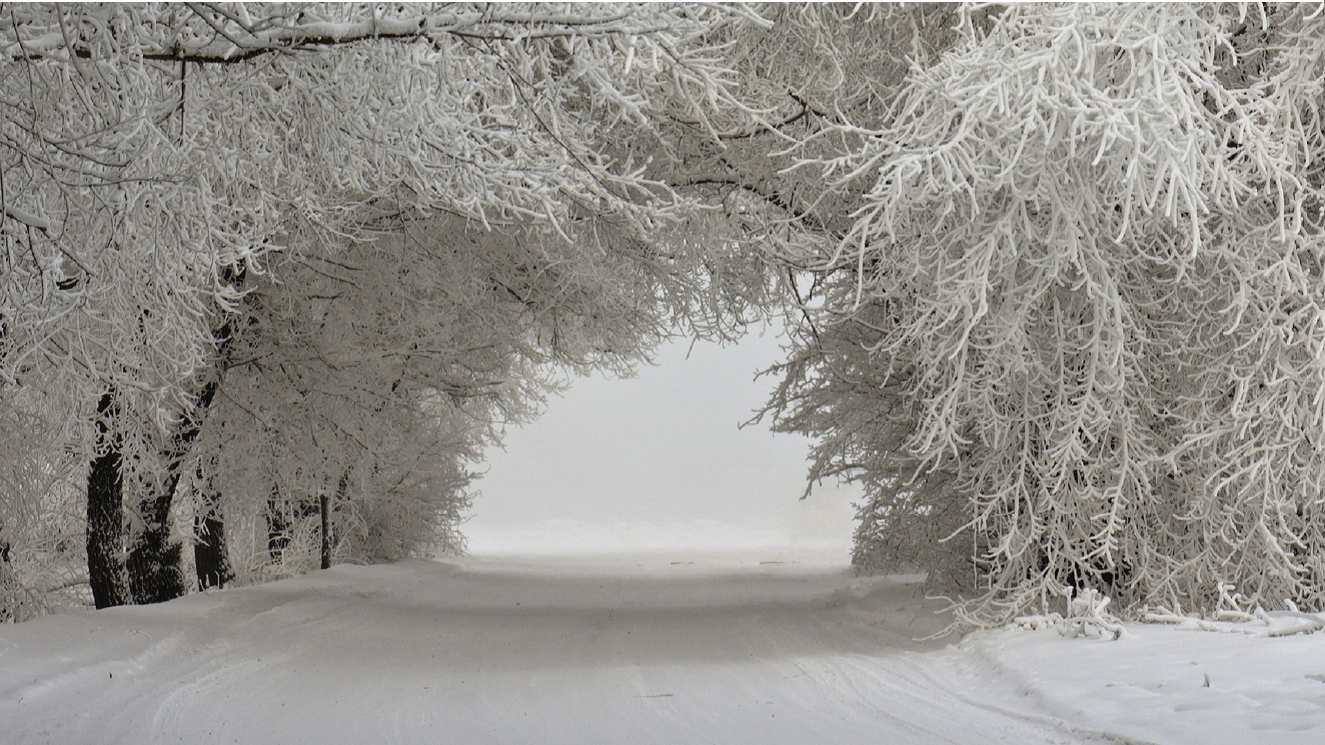 inverno neve geada frio congelado gelo madeira tempo paisagem árvore névoa temporada geada natureza neve branca ramo nevasca cena