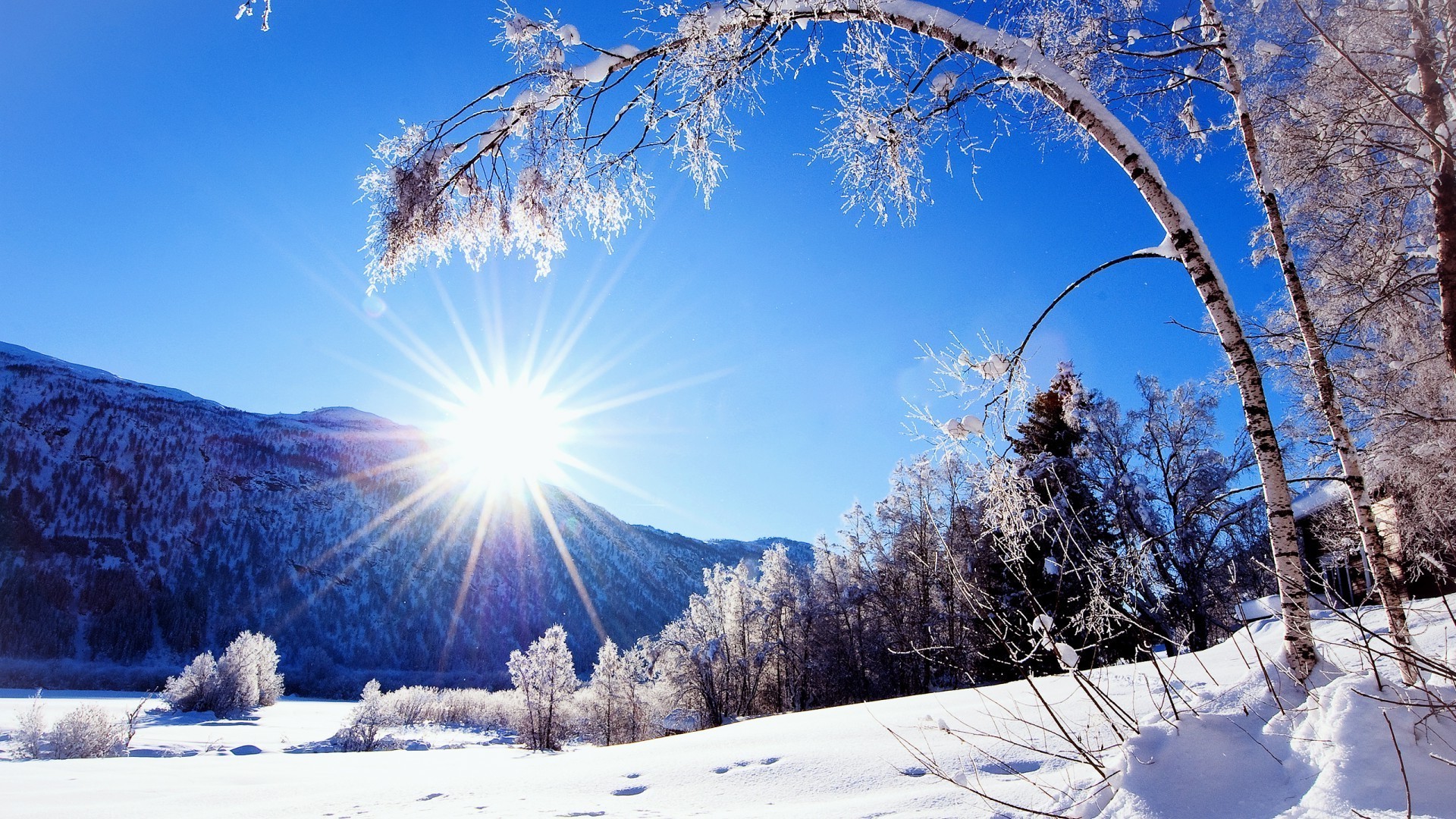 hiver neige froid gel bois saison bois glace congelé paysage scénique météo nature beau temps montagnes neige-blanc pin