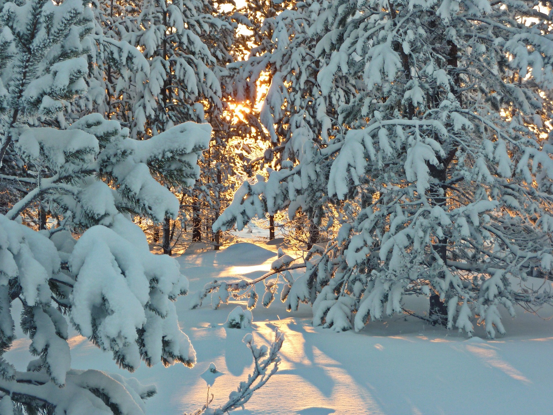 winter snow frost cold frozen season tree ice christmas frosty weather wood snowflake nature snow-white icy desktop pine