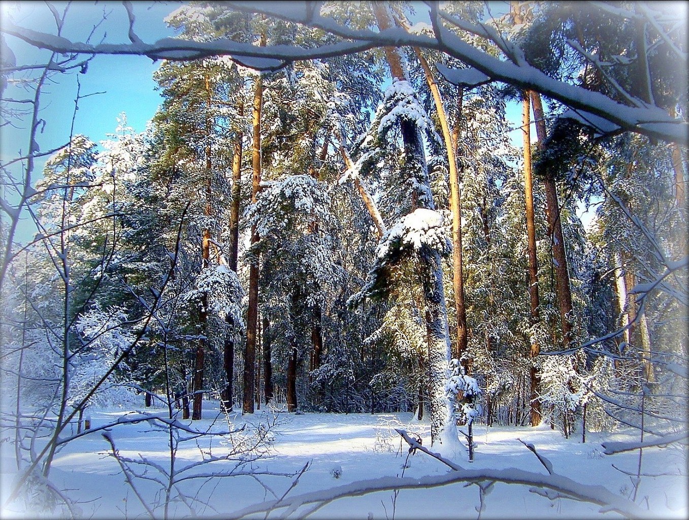 hiver neige bois gel froid bois congelé nature paysage glace saison météo branche beau temps pin à l extérieur neige-blanc ciel