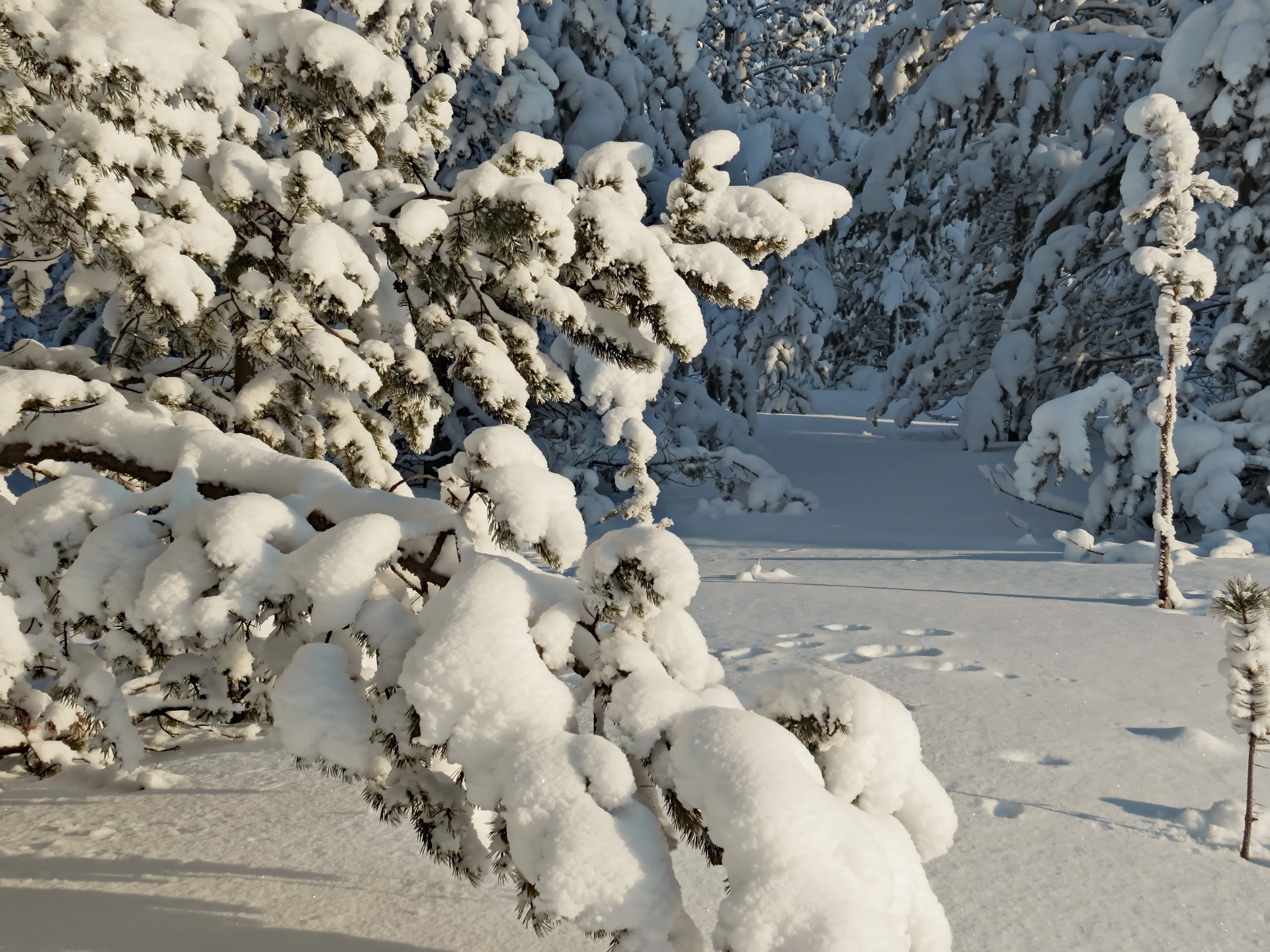 wald schnee winter frost kälte eis gefroren natur frostig wetter im freien eisig landschaft jahreszeit klima temperatur rock schnee-weiß