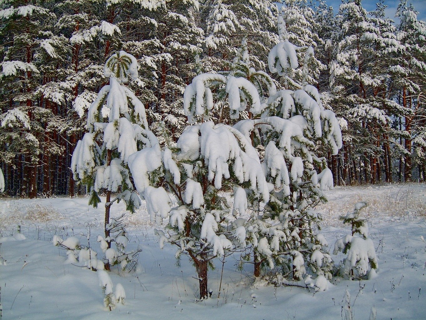 winter snow weather cold frost season tree wood landscape nature frozen outdoors ice snow-white branch scene frosty snowstorm scenic