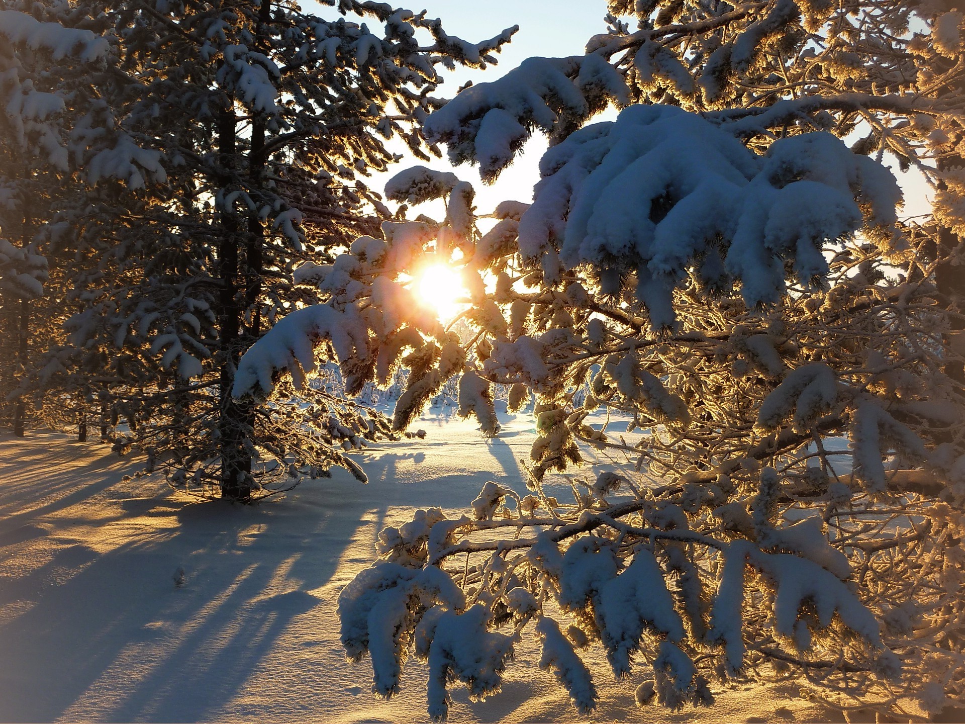 inverno neve gelo albero natura all aperto freddo stagione tempo bel tempo paesaggio autunno legno congelato luce cielo luminoso foglia