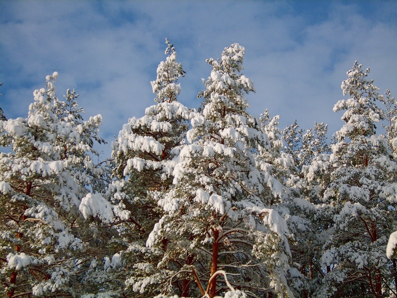 bosque invierno nieve escarcha árbol temporada pino frío madera abeto evergreen congelado navidad naturaleza rama paisaje clima abeto coníferas hielo