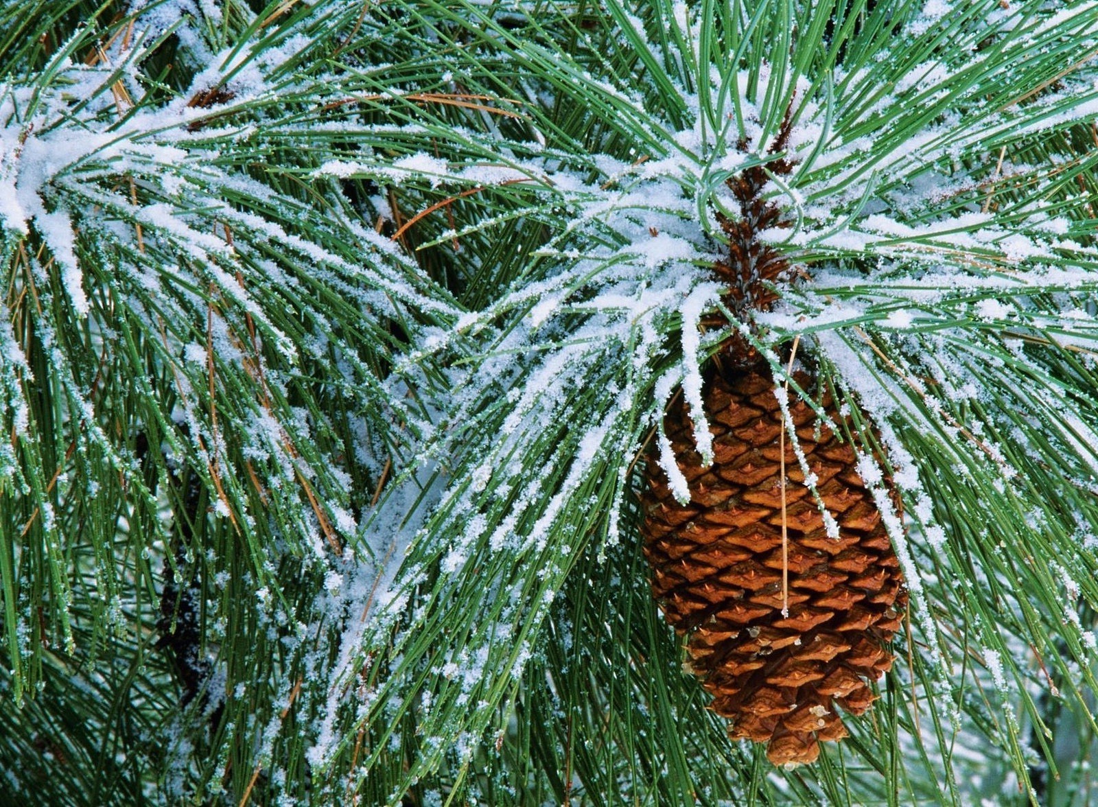 inverno árvore evergreen pinho agulha natal temporada natureza coníferas abeto cone ramo flora decoração abeto coníferas close-up desktop ao ar livre