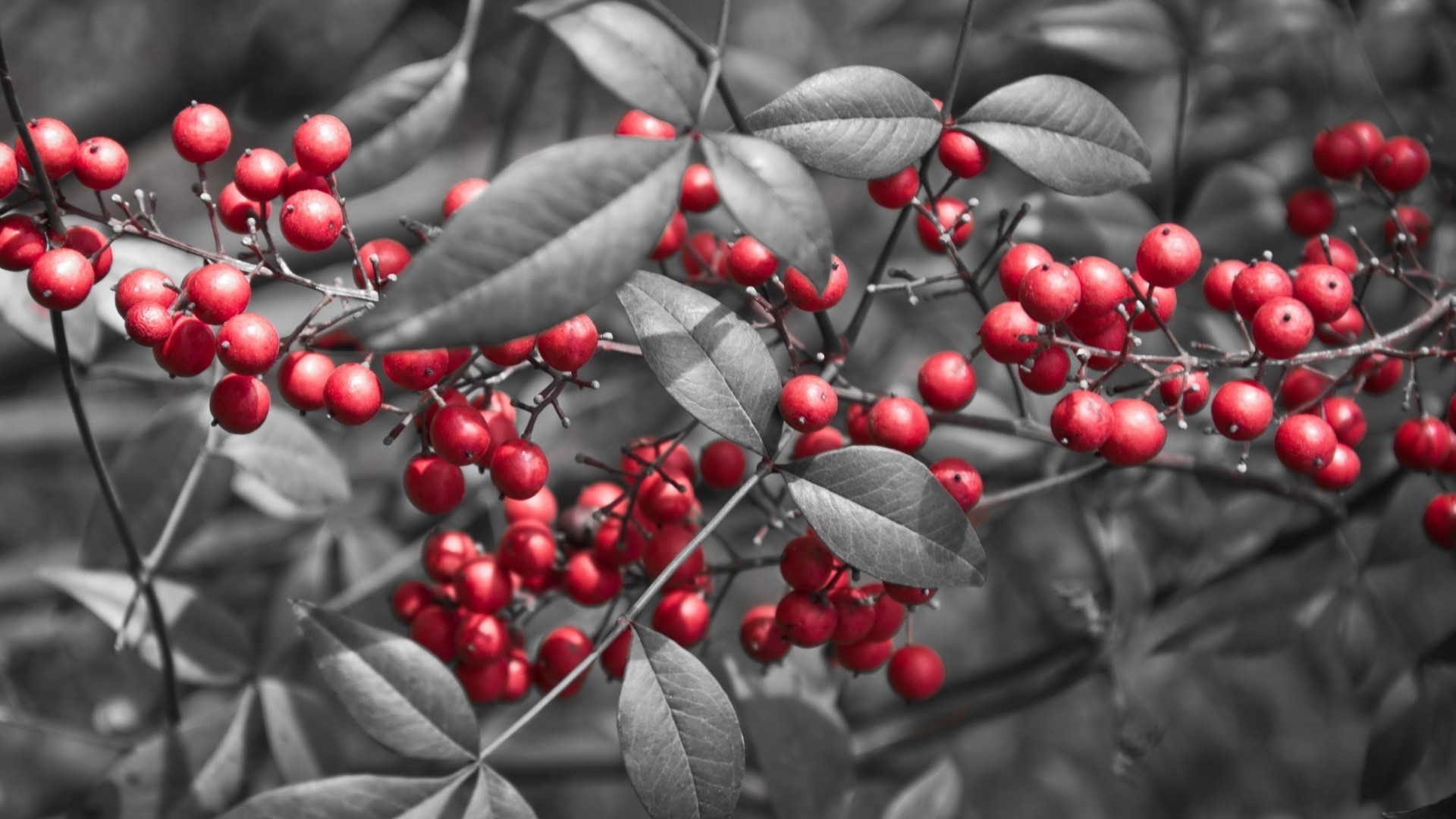 berries winter branch berry leaf tree nature season christmas fall