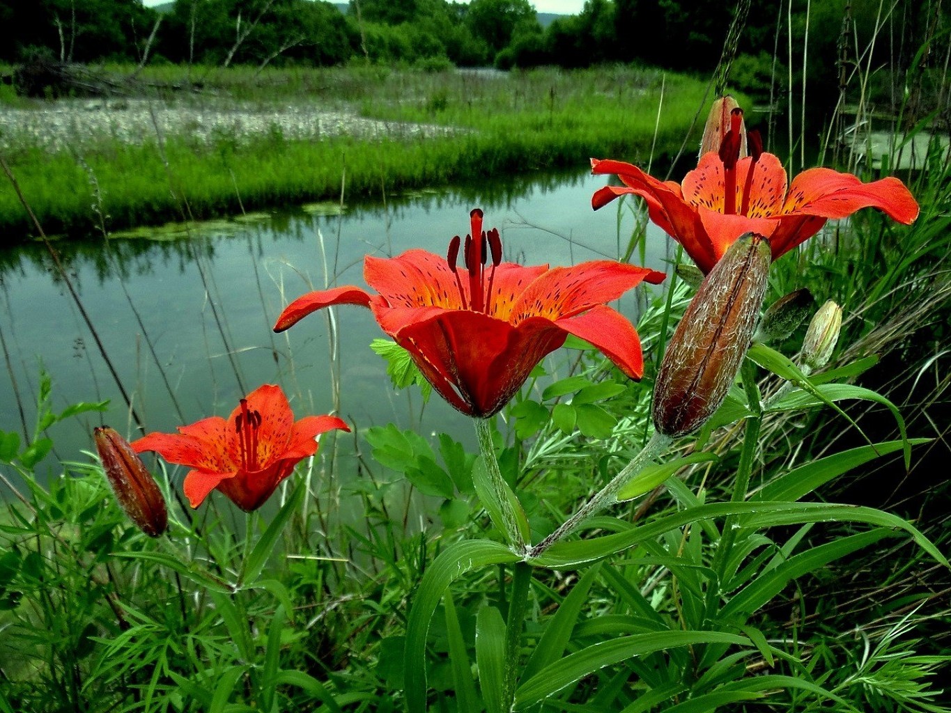 fiori fiore natura estate flora giardino foglia erba fiore all aperto floreale bellissimo colore petalo parco stagione campo vivid wild lily