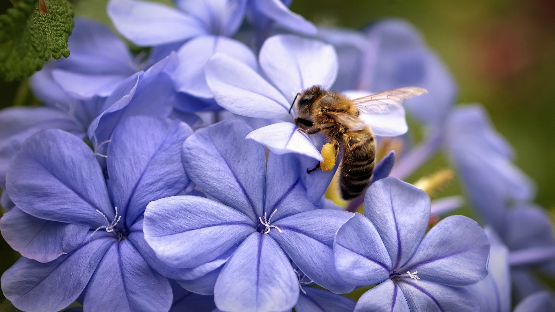 insects nature flower flora insect summer garden outdoors leaf pollen bee petal beautiful close-up