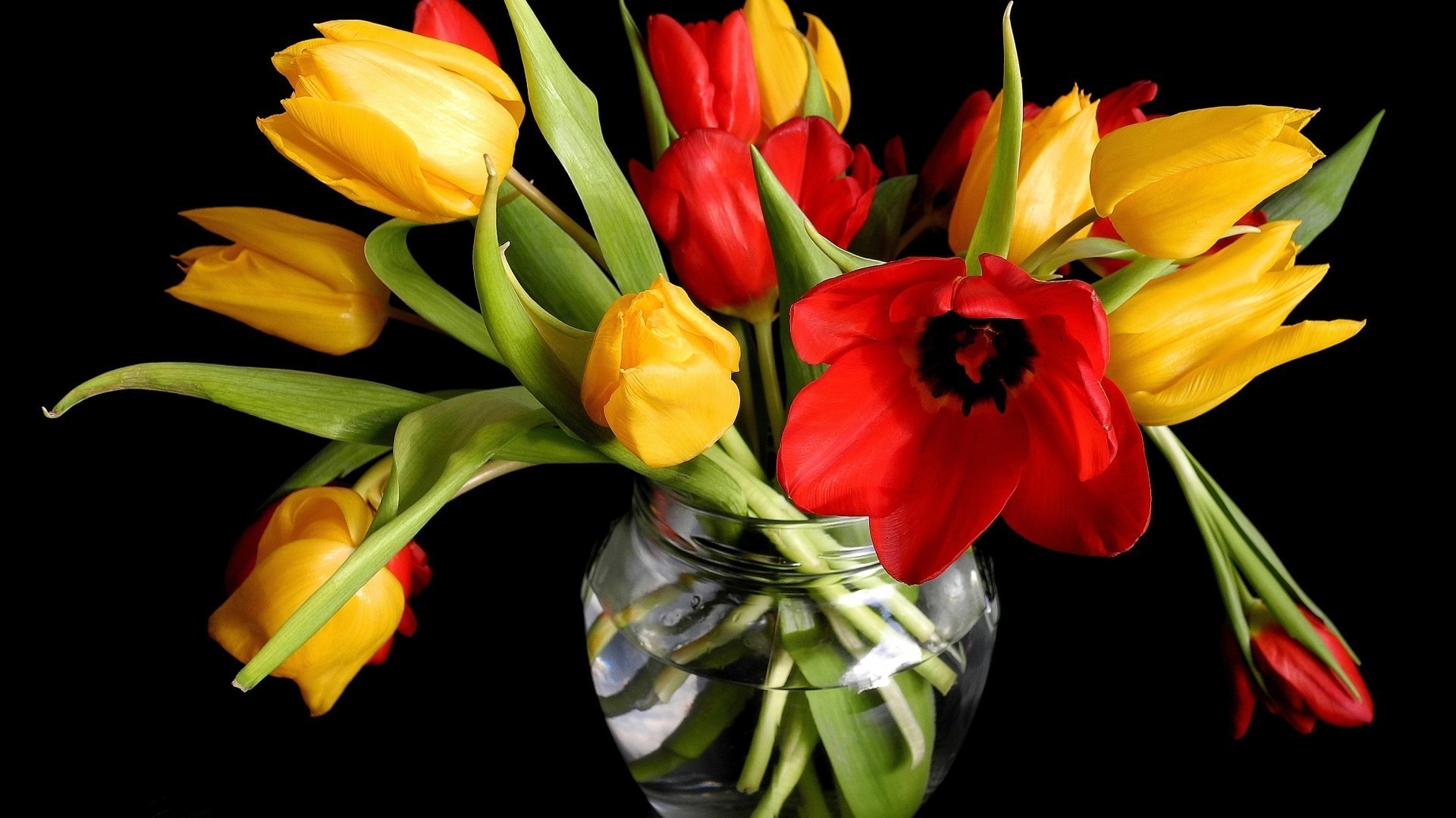 em vaso ou vaso tulipa flor natureza folha páscoa buquê flora cor brilhante bela amor presente floral jardim isolado decoração verão romance casca