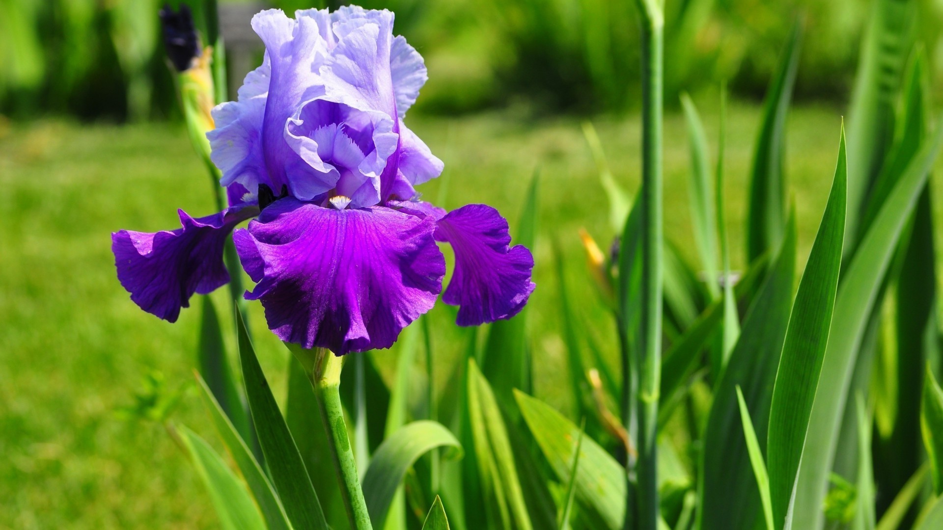 flowers flora garden nature flower summer leaf grass growth floral field blooming bright petal season outdoors color hayfield park close-up