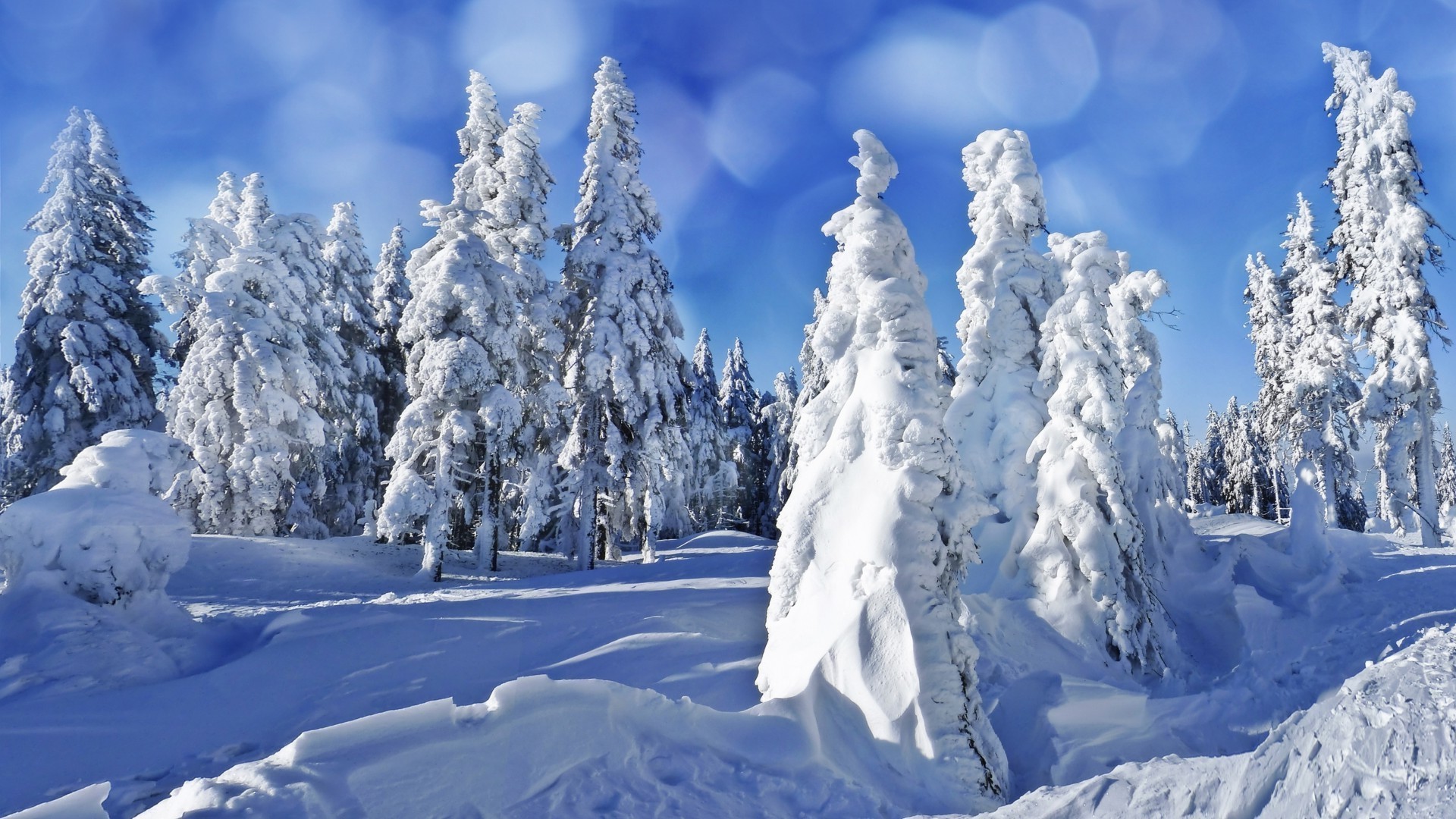 hiver neige froid glace gel congelé montagnes bois givré scénique paysage météo