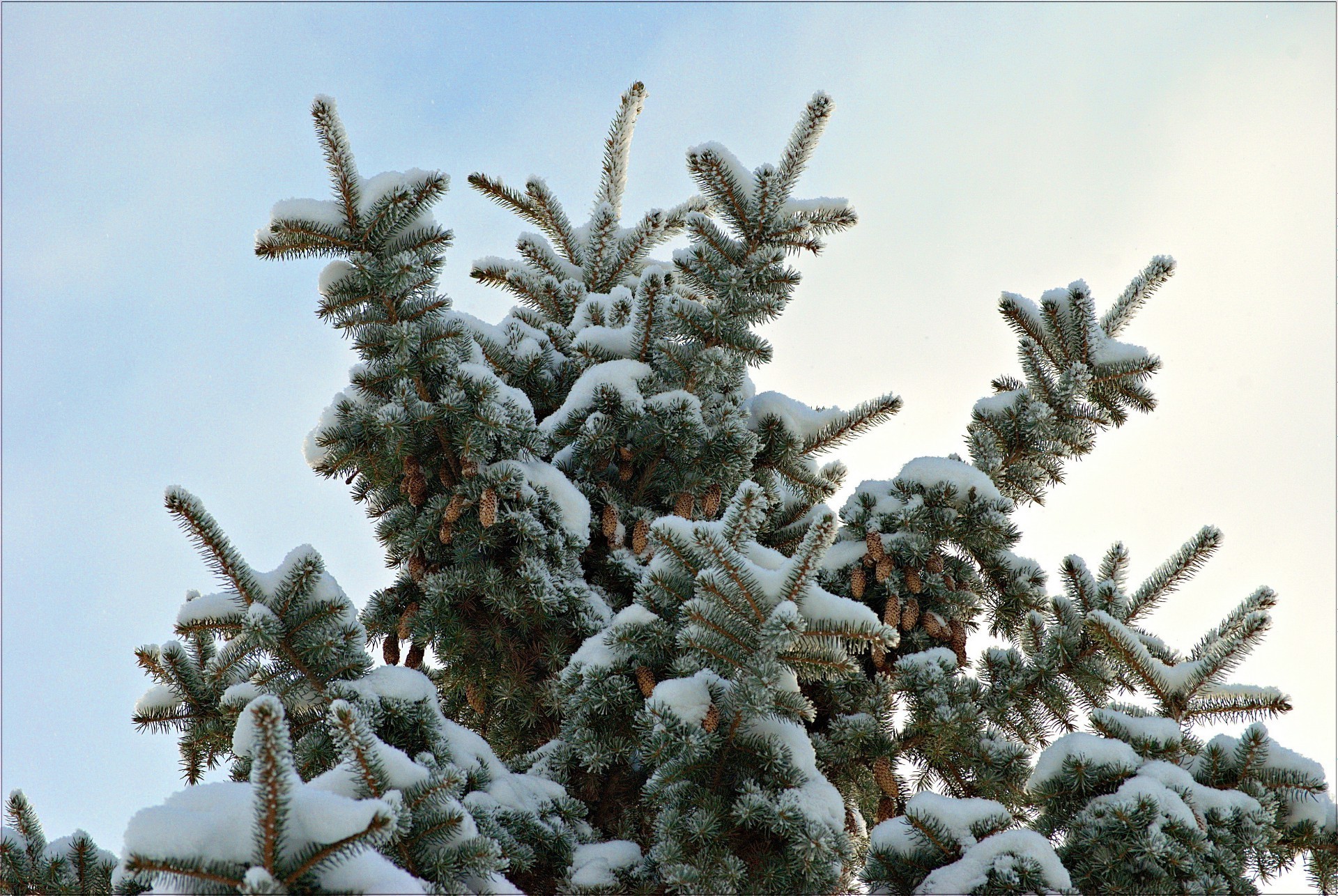 alberi inverno natale albero pino gelo neve ago abete abete rosso stagione evergreen conifere ramo congelato freddo fiocco di neve conifere decorazione natura