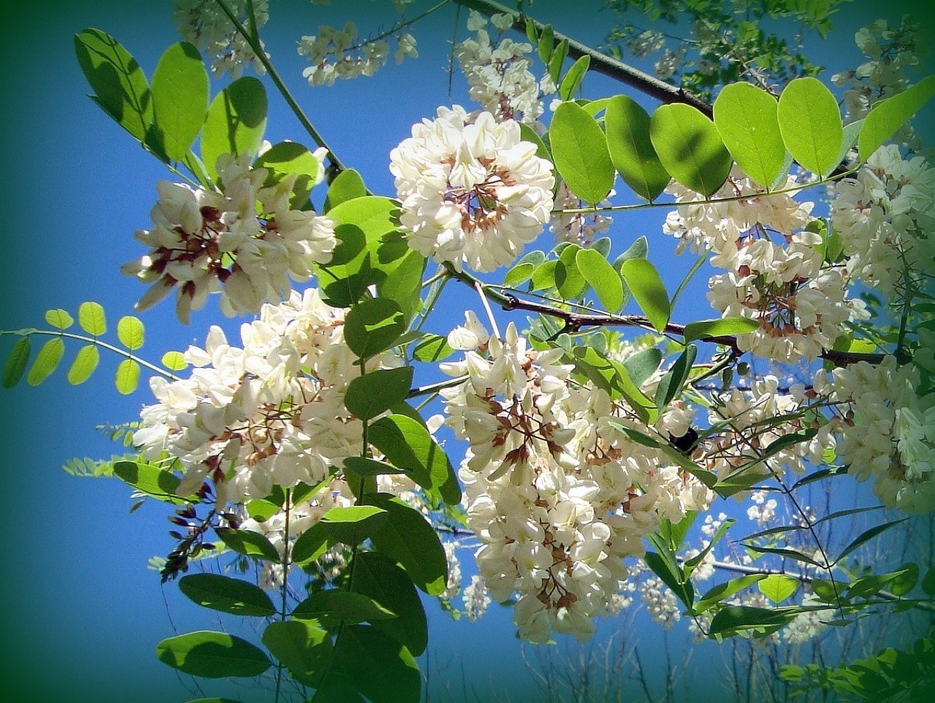 yaz çiçek flora ağaç doğa şube yaprak bahçe çiçeklenme sezon çiçek taçyaprağı güzel elma park yakın çekim renk büyüme tazelik botanik