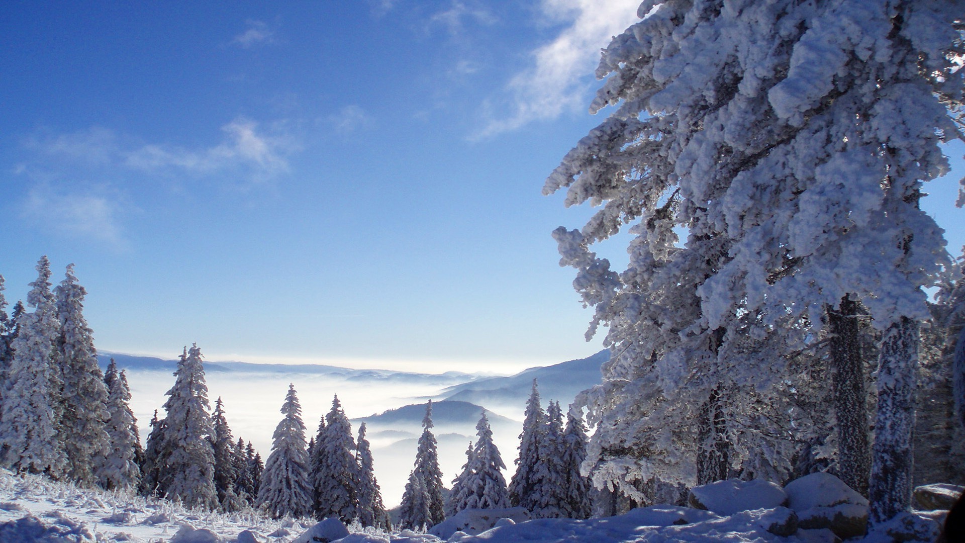 hiver neige froid gel glace bois bois montagnes nature congelé paysage à l extérieur evergreen conifères scénique météo