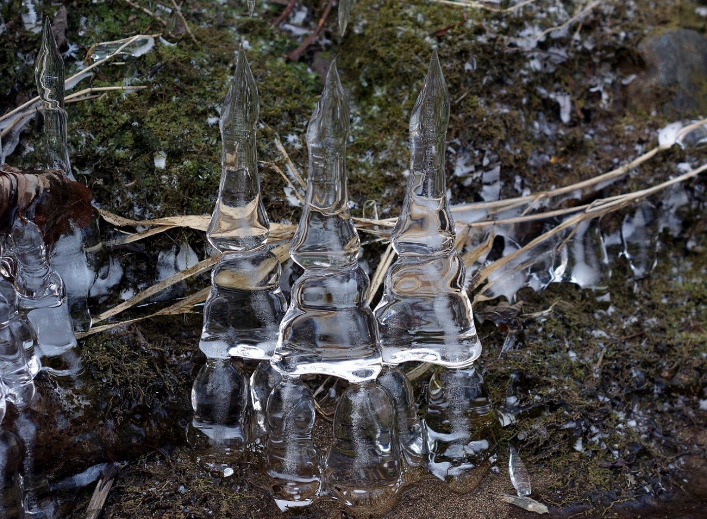 winter nature wood outdoors cold wet tree environment