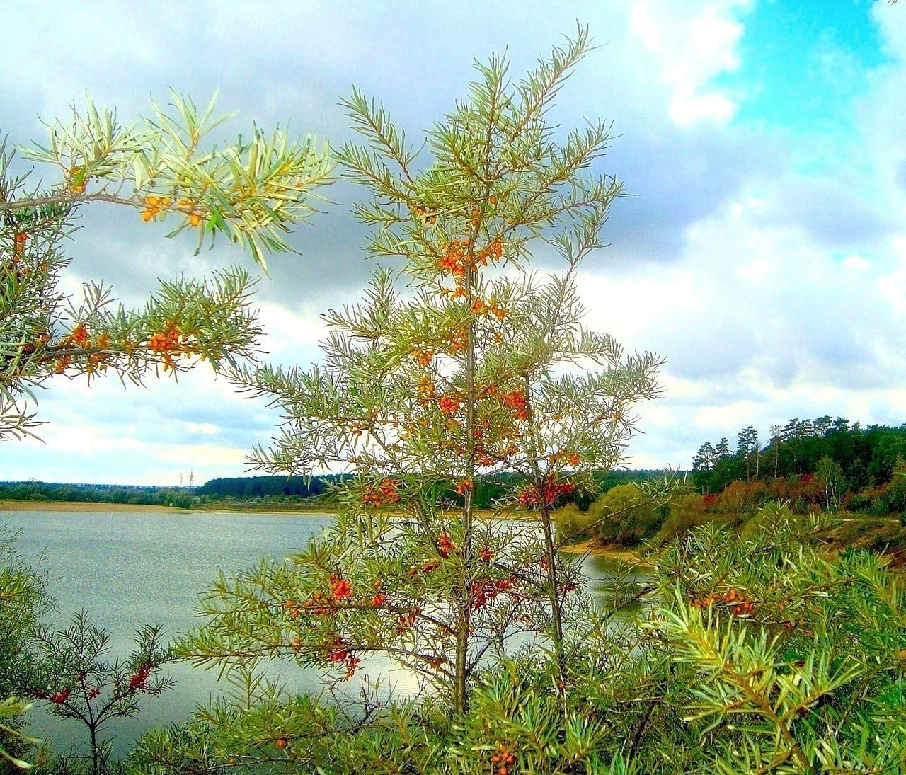 paisaje árbol naturaleza temporada hoja paisaje rama verano flora hermosa madera otoño brillante color parque al aire libre pino cielo