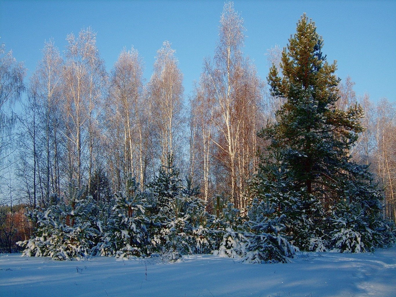 winter schnee baum frost holz kälte wetter jahreszeit landschaft gefroren landschaftlich eis natur zweig im freien gutes wetter evergreen frostig umwelt