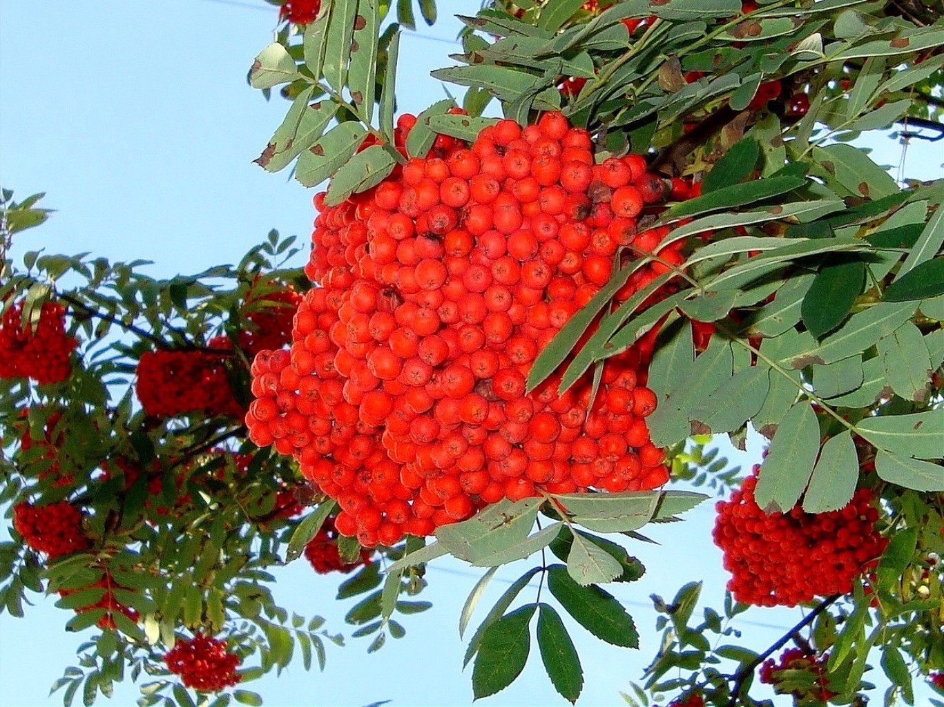 berries fruit tree rowan branch nature berry rowanberry leaf food shrub season summer flora color cluster ash bright garden grow