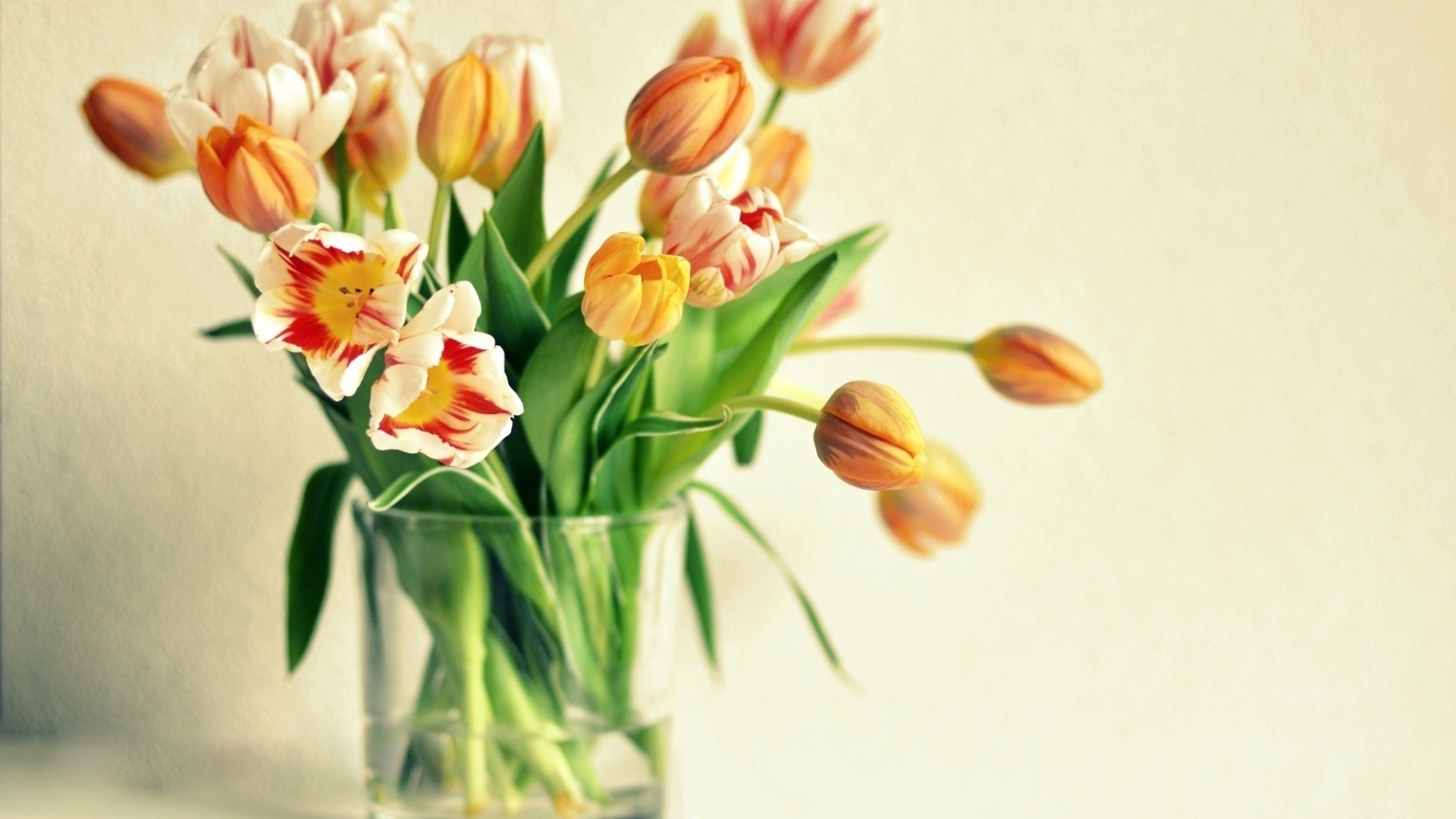 in vase oder topf natur blume ostern tulpe flora blatt blumenstrauß floral hell cluster farbe romantik wachstum sommer schale jahreszeit blütenblatt dekoration