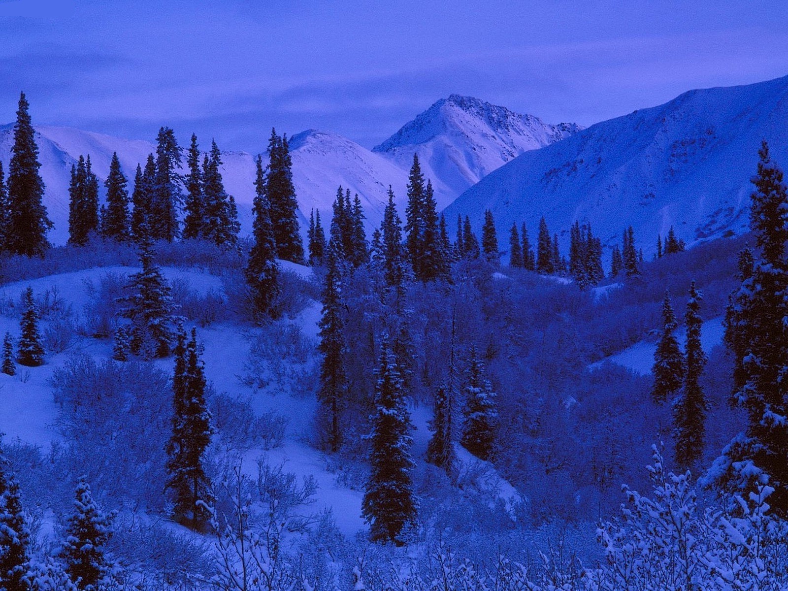 inverno neve legno montagna conifere freddo evergreen paesaggio scenico albero all aperto natura gelo alba