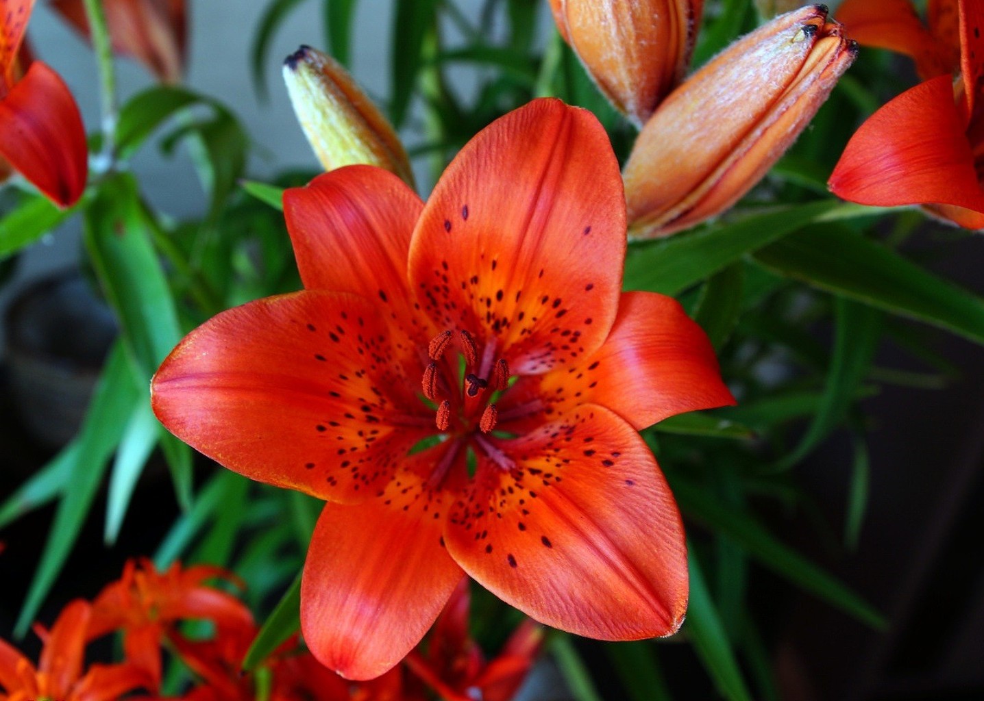 百合花 花 自然 植物 叶 夏天 花园 花 花瓣 颜色 开花 明亮 特写 季节