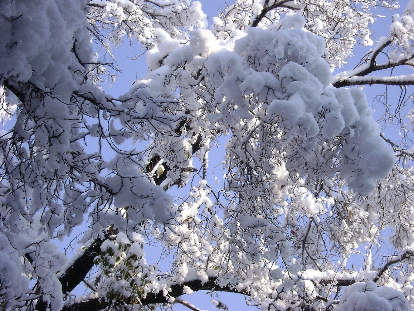 invierno árbol escarcha rama frío nieve temporada tiempo congelado naturaleza helada hielo paisaje blanco como la nieve claro cereza