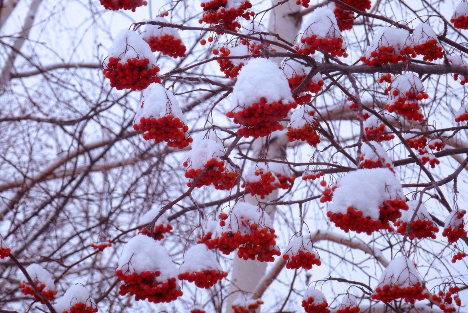 inverno ramo árvore temporada montanha ash montanha ash natureza geada neve brilhante outono ao ar livre tempo cinza cor arbusto parque