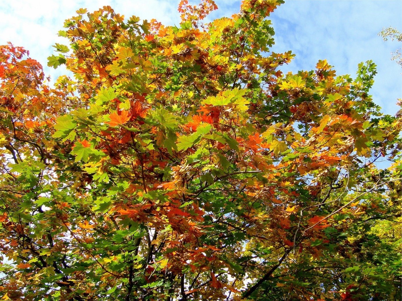 bäume blatt baum herbst natur saison hell filiale flora landschaft gutes wetter park holz üppig farbe sonne szene im freien wachstum sommer