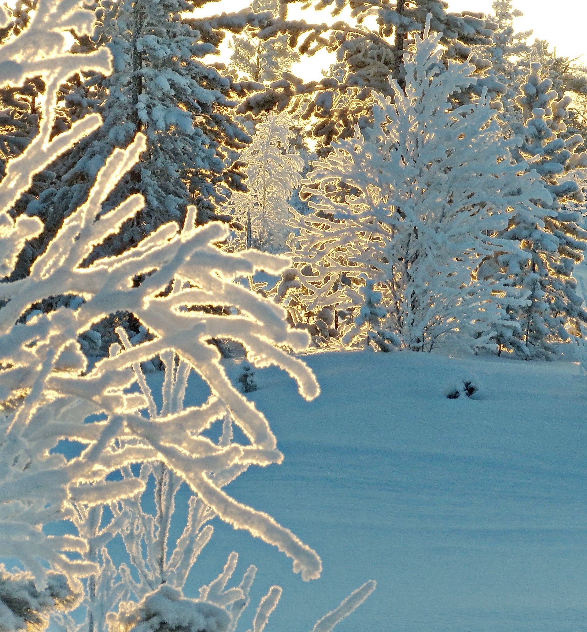 ice frost winter snow cold frozen frosty season nature wood icy snow-white weather tree snowflake christmas chill wintry