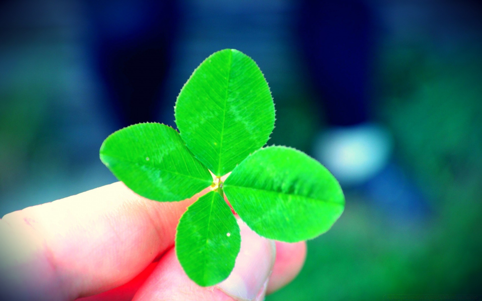 st. patrick s day blatt unschärfe wachstum flora natur schließen sommer garten